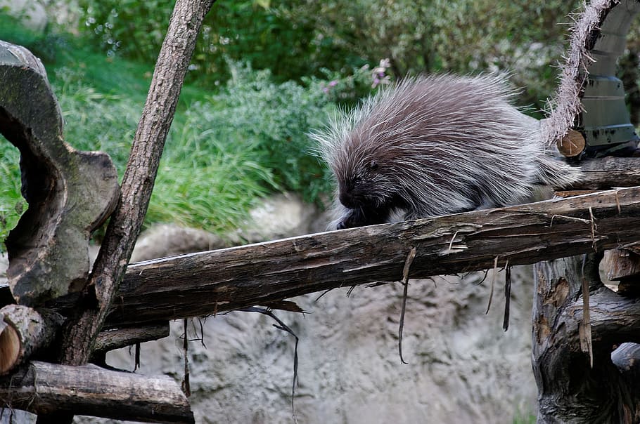 porcupines, log, enclosure, animal, zoo, zoom gelsenkirchen