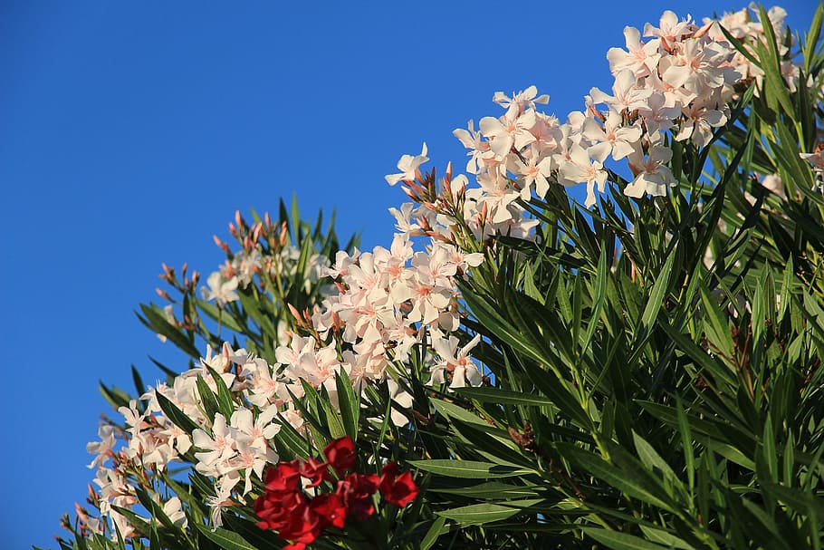 oleander, bush, hedge, white, green, leaves, plant, flower HD wallpaper