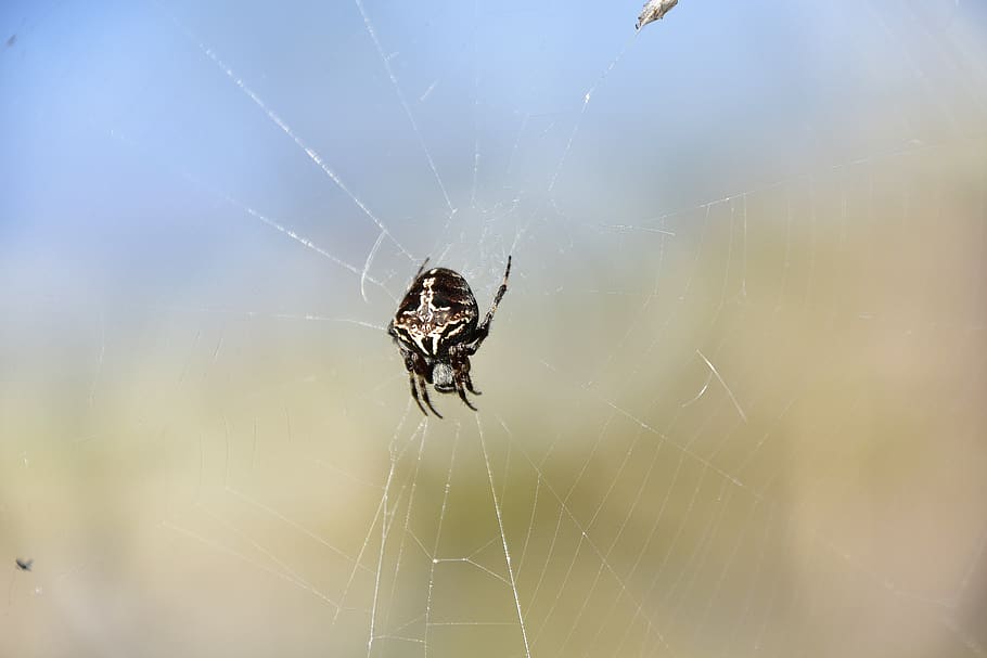 spider, insects, nature, spider web, fragility, invertebrate HD wallpaper