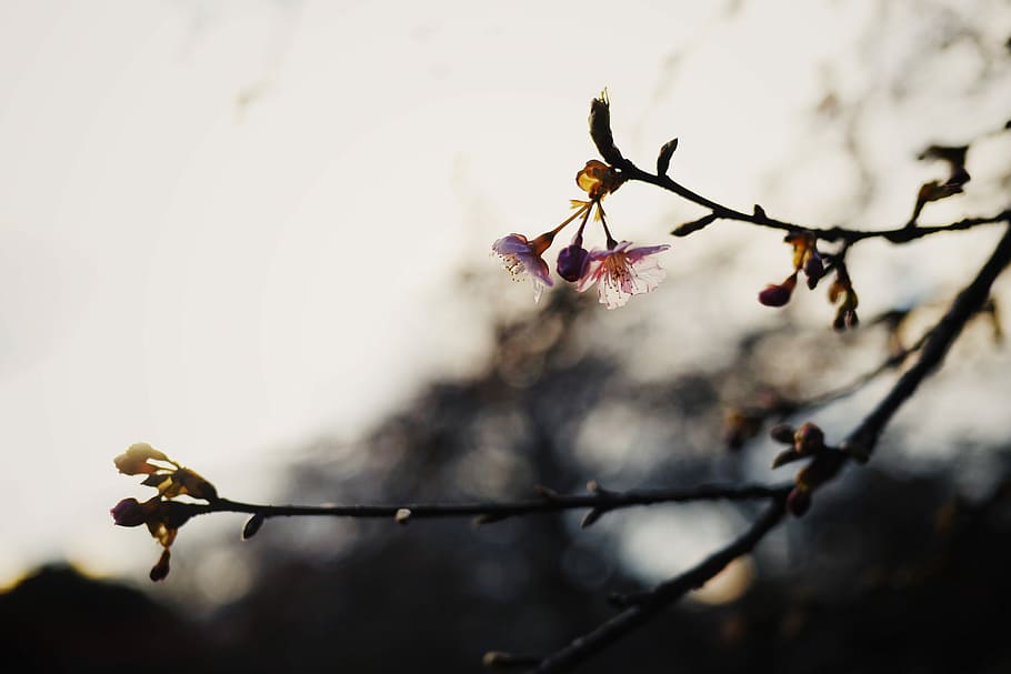 shallow focus photography of purple orchids on tree branch, selective focus photography of pink cherry blossoms HD wallpaper