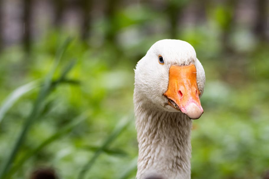 bird, goose, nature, animal themes, animals in the wild, animal wildlife HD wallpaper