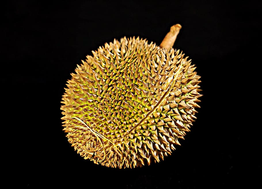 durian fruit, king of fruits, thorny fruit, tropical, delicious, HD wallpaper