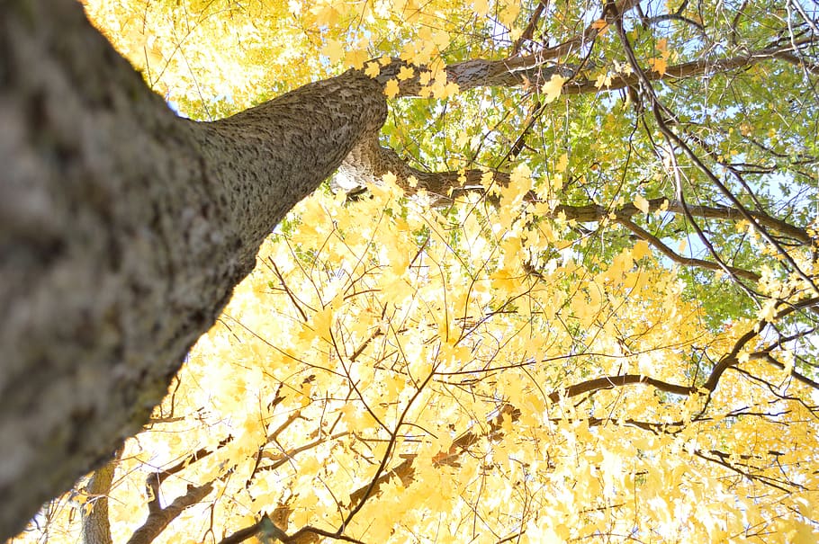 yellow leaved tree, Fall, Autumn, fall trees, nature, leaves HD wallpaper