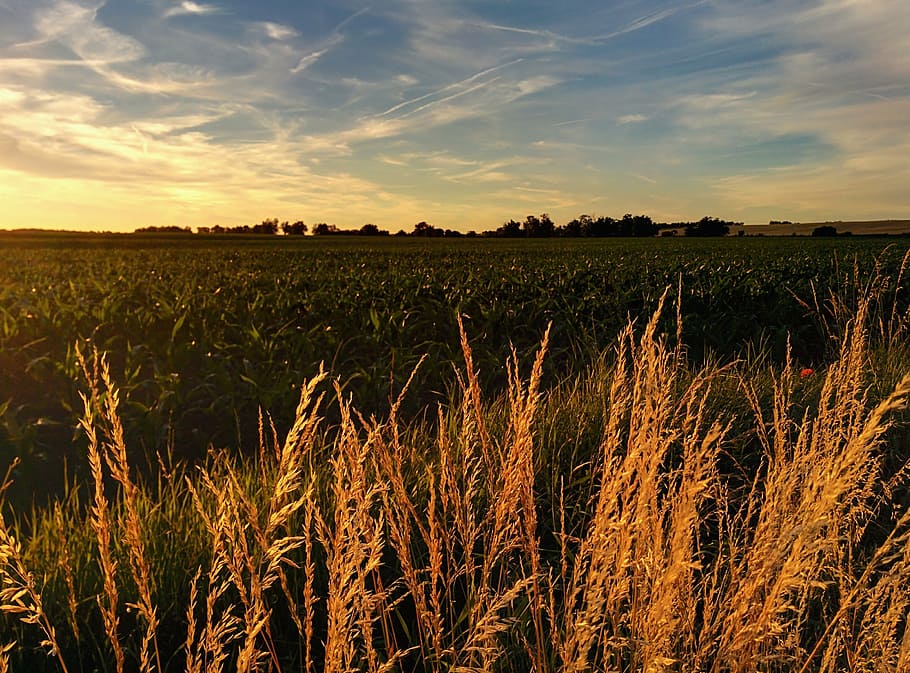 landscape, sunset, field, evening, sky, tranquility, growth HD wallpaper