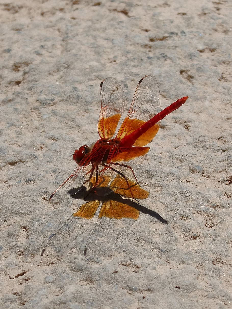 red dragonfly, shadow cast, translucent wings, rock, animal wildlife HD wallpaper