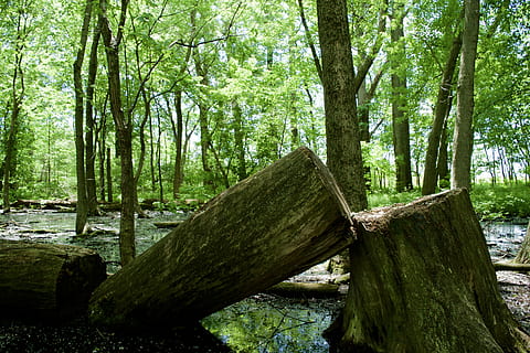 Tree, Down, Forest, Cutting, Trunk, down tree, chopped, nature HD wallpaper