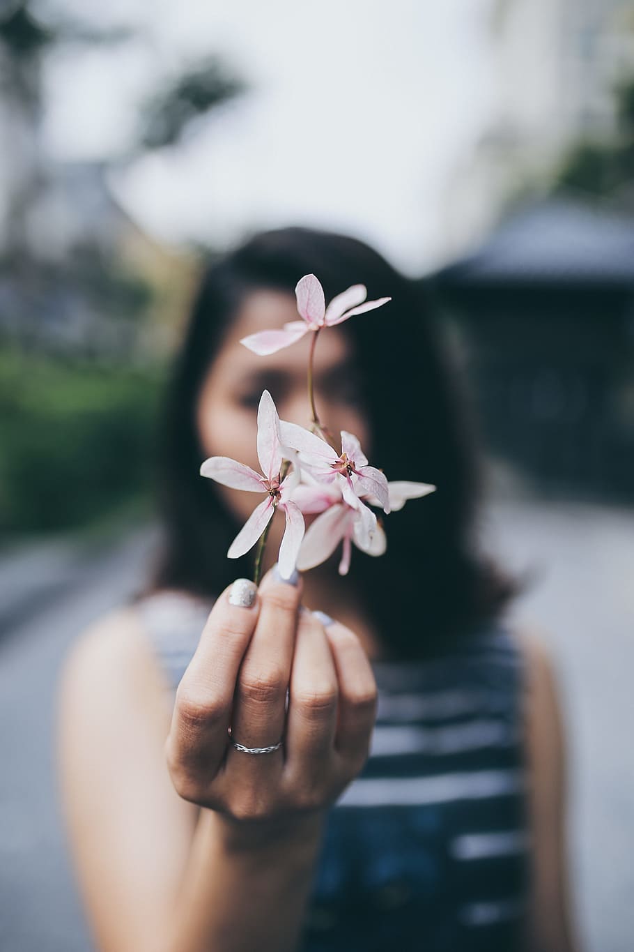 woman holding pink flower, focus photo of pink-petaled flowers held by a woman in grey and black horizontal stripe sheath dress HD wallpaper