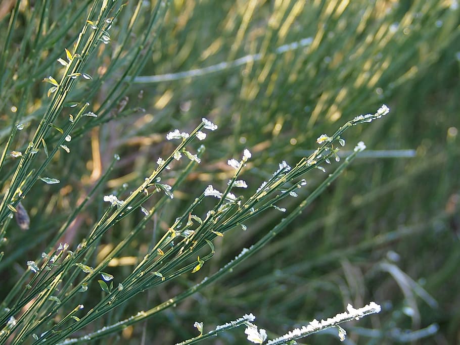 grass, ice, winter, plant, nature, wet, focus on foreground HD wallpaper