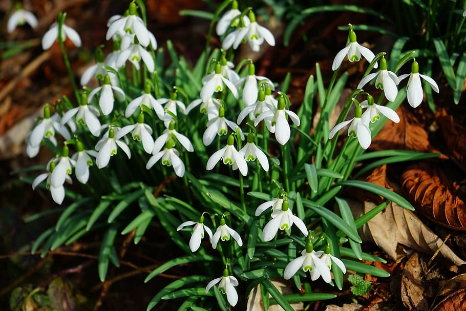 snowdrop, blossom, bloom, spring flower, plant, close, macro HD wallpaper