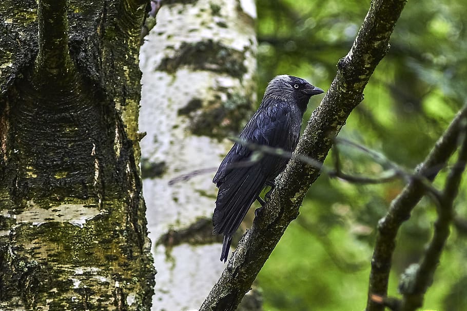 bird, tree, jackdaw, trees, living nature, birds, closeup, feathered race HD wallpaper