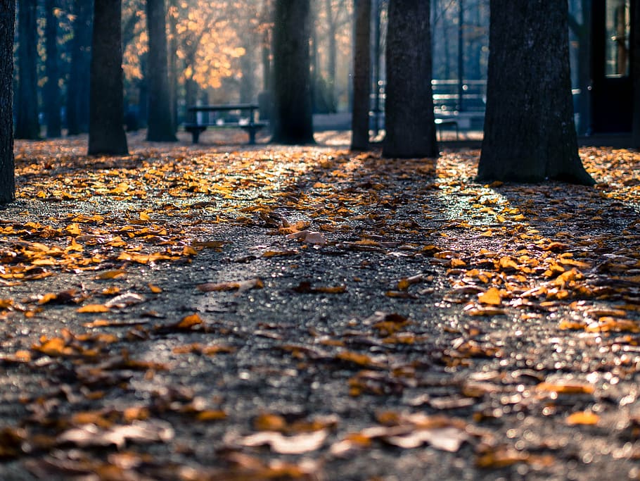 low angle shot of dried leaves on ground surrounded by treest, HD wallpaper