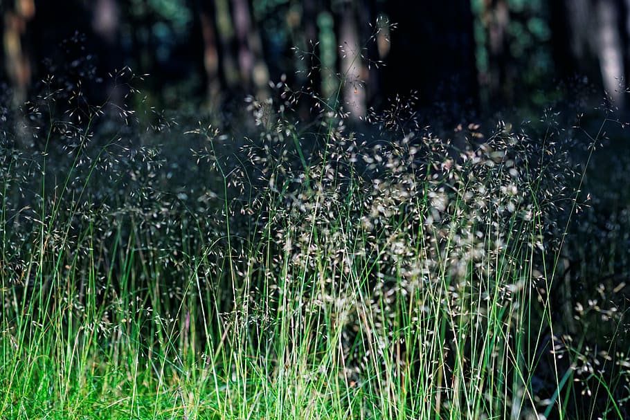 forest, grass, nature, plants, backgrounds, growth, land, tranquility HD wallpaper