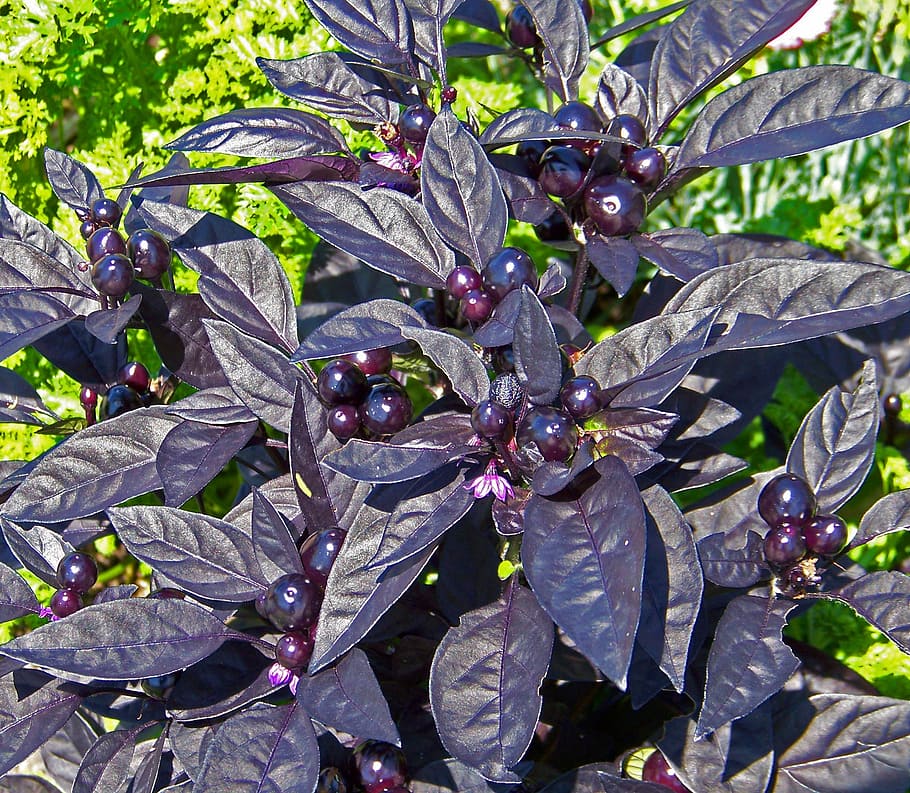 plant, purple, leaves, berries, capsicum annuum, black pearl, HD wallpaper
