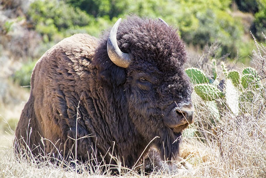 black bison, buffalo, animal, wildlife, grass, bull, horns, brown