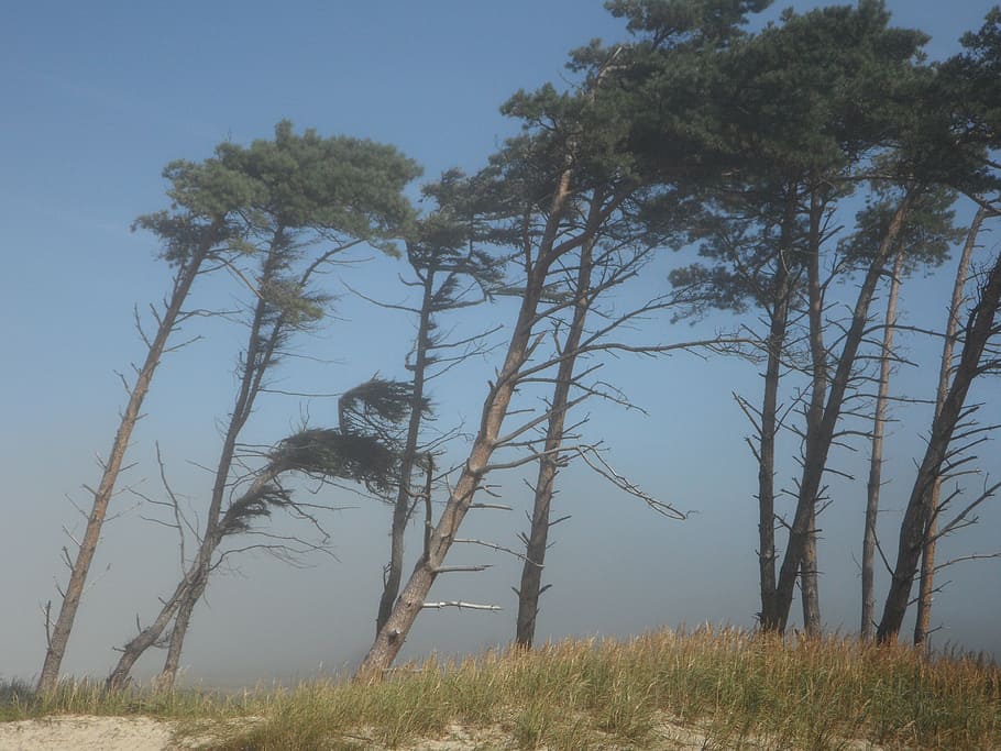 windfluechter, trees, coast, beach, sea, baltic sea, haze, hazy HD wallpaper
