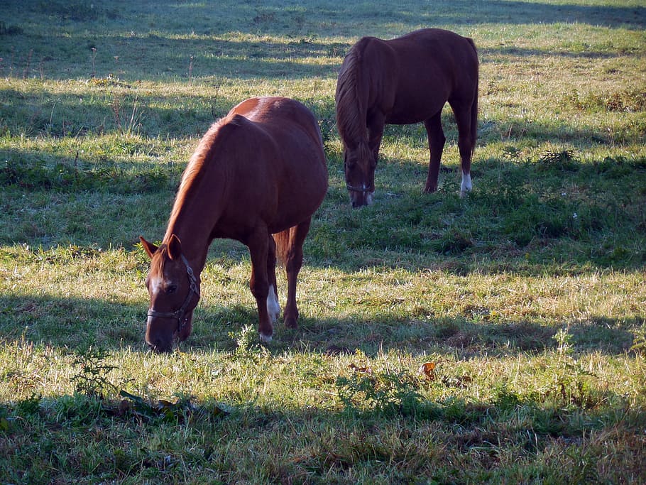 horses, pasture, paddock, graze, coupling, meadow, mammal, animal themes HD wallpaper