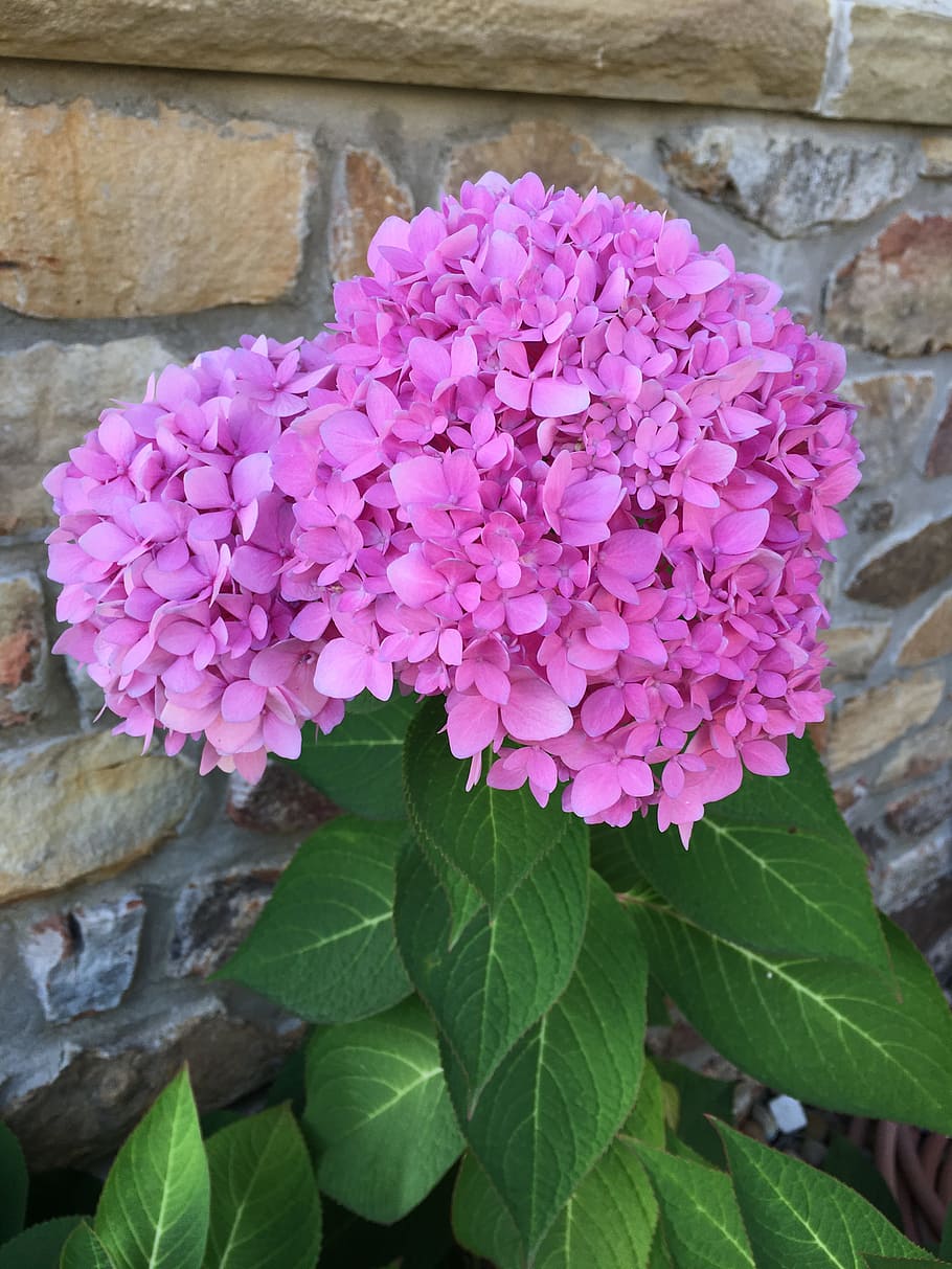 hydrangea, flower, fall, flowering plant, leaf, plant part HD wallpaper