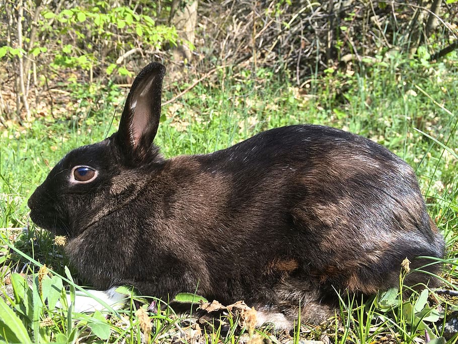 black and brown rabbit sitting on grass, bunny, nero, animal themes HD wallpaper
