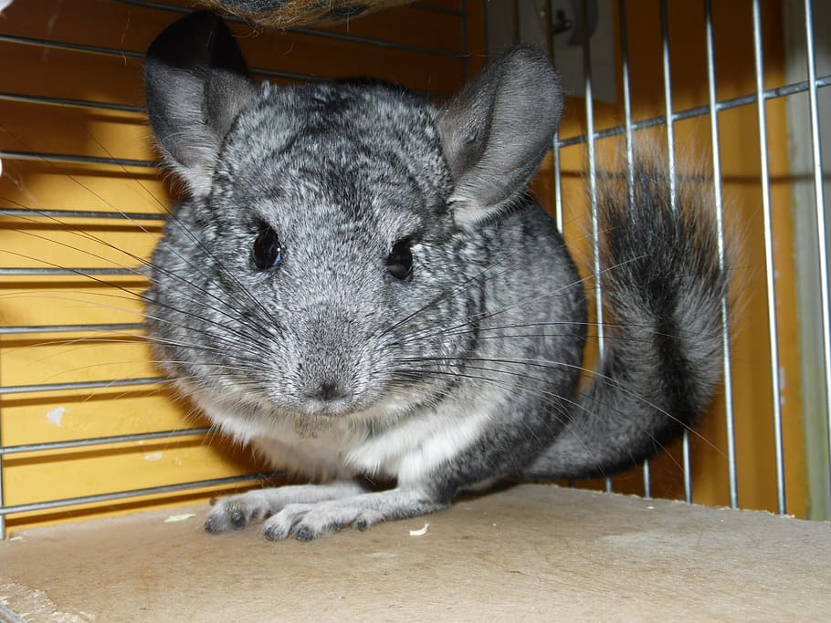selective focus photo of gray rodent, chinchillas, short tailed chinchilla