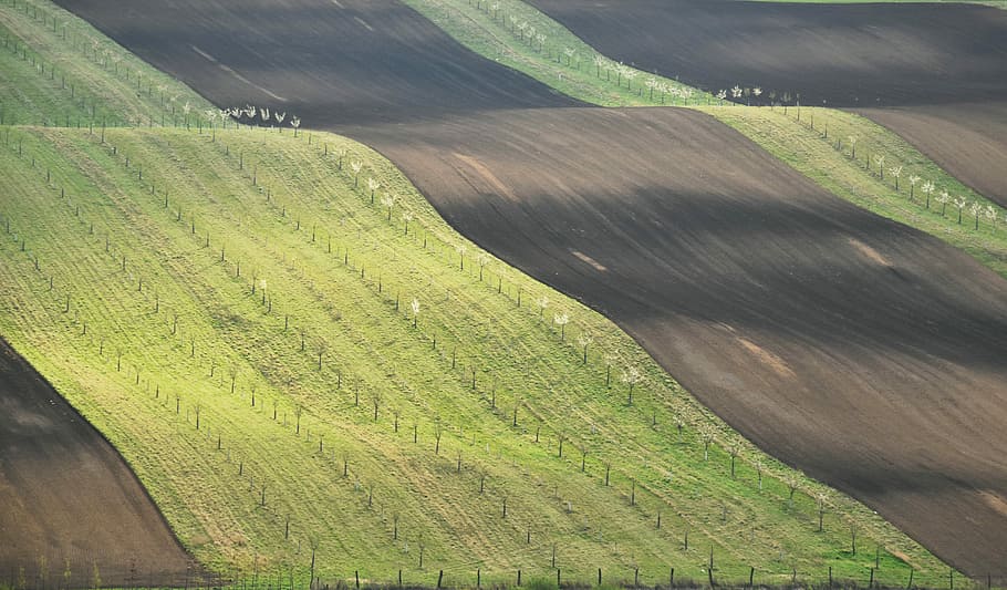 bio belts, field, grain, green color, environment, plant, agriculture HD wallpaper