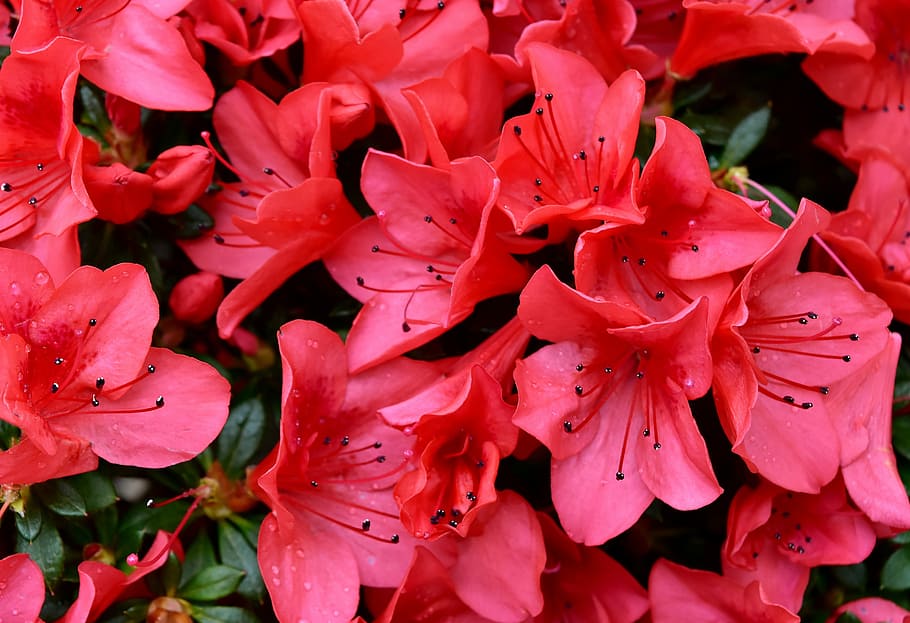 red hibiscus flowers, spring, red flower, blossom, bloom, nature HD wallpaper