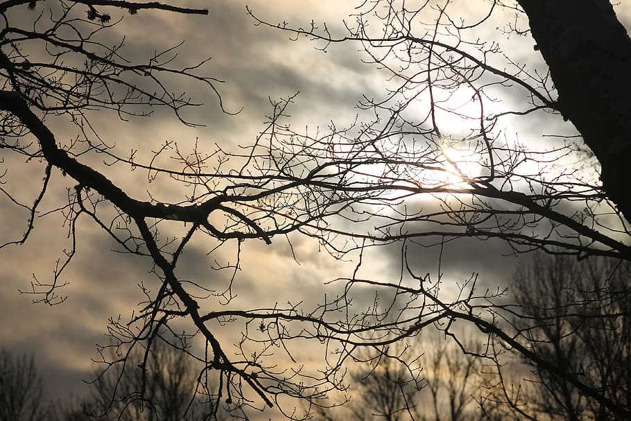 beautiful, sky, trees, branch, bare tree, cloud - sky, plant HD wallpaper