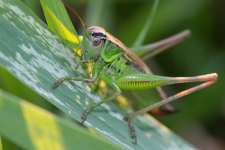grasshopper, meadow, insects, jumping, green, antennae, macro HD wallpaper