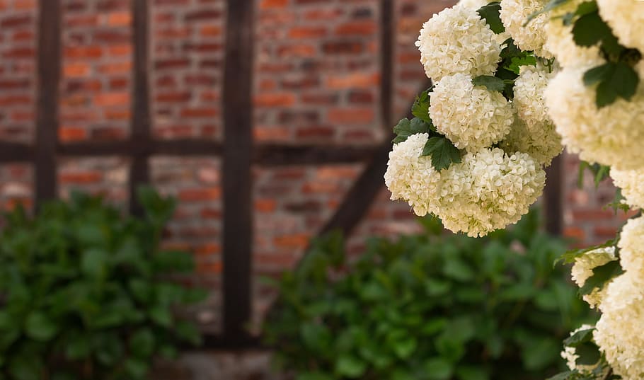 white petaled flowers during daytime, Spring, Wall, Nature HD wallpaper