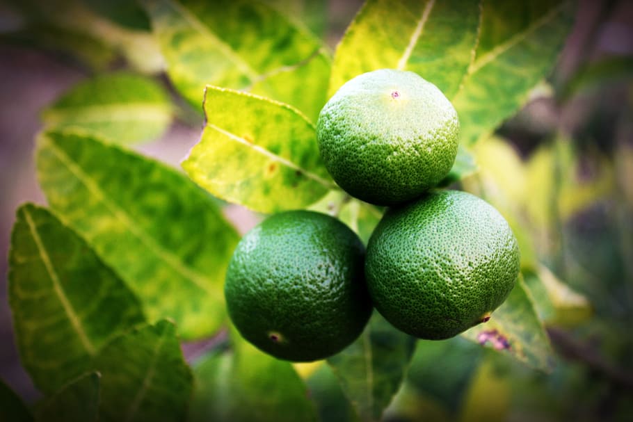 lime, lemon, slice, green, whole, white, leaf, citrus, fruit HD wallpaper