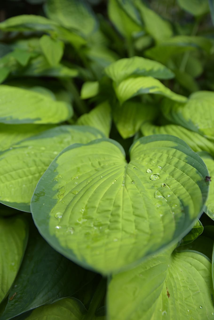 leaf, plant, green, green color, plant part, close-up, growth HD wallpaper