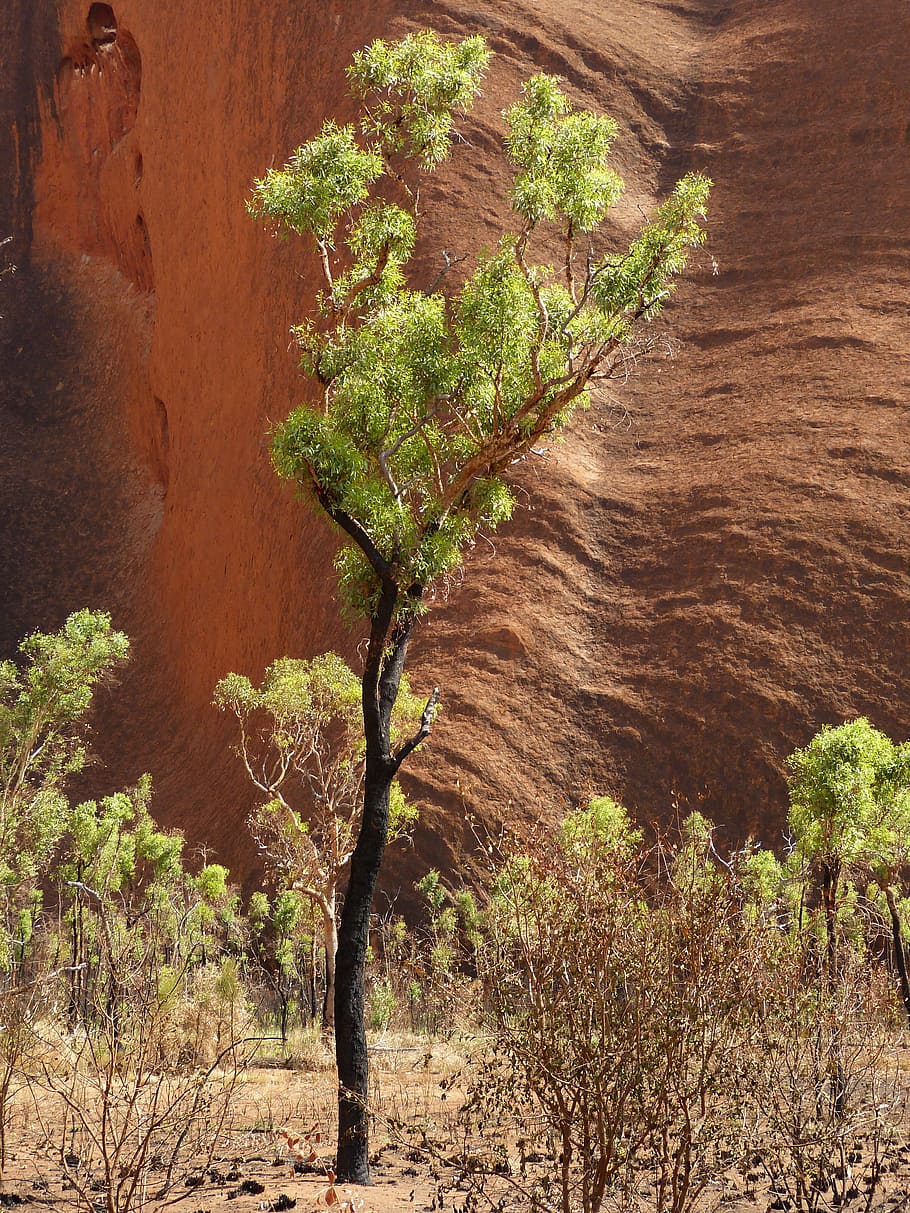 tree, rock, australia, outback, steppe, uluru, ayersrock, nature HD wallpaper