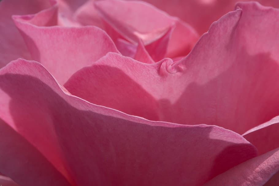 rose, blossom, bloom, red, rose bloom, pink, close, red rose HD wallpaper