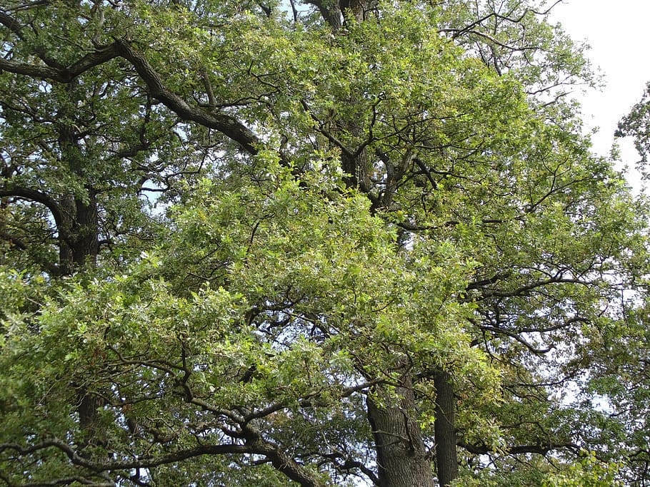 forest, oak, nature, tree, park, landscape, green, plant, growth HD wallpaper