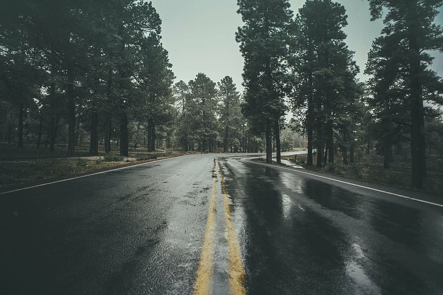 black concrete road during daytime, wet, rain, trees, plant, nature