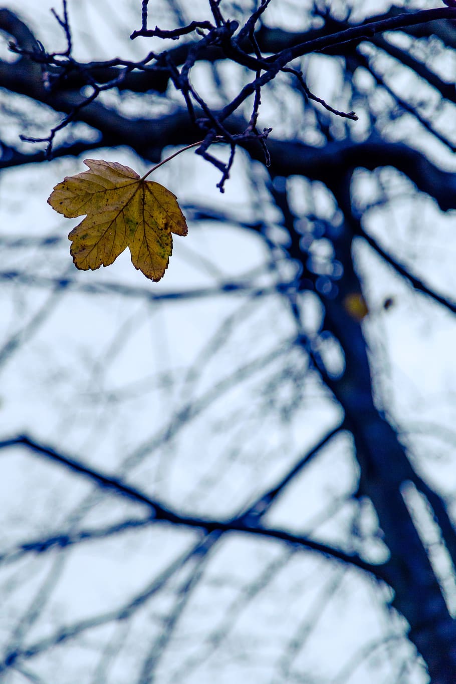 leaf, autumn, fall, nature, tree, brown, leaves, october, autumnal HD wallpaper