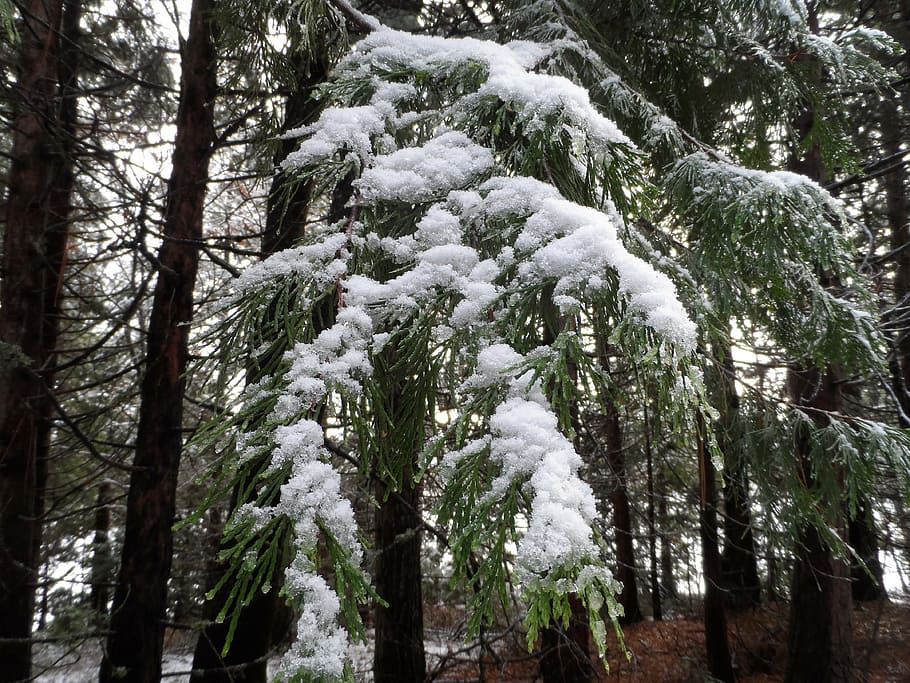 pine trees, snow, winter, cold, nature, holiday, branch, outdoor HD wallpaper