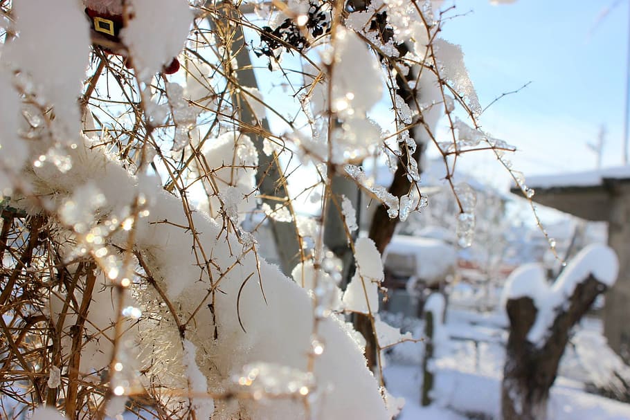 Snow, Tree, Winter, Nature, Season, Ice, cold temperature, frozen HD wallpaper