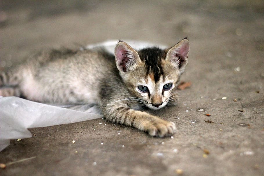cat, kitten, cute, young, feline, playful, animal, pet, domestic HD wallpaper