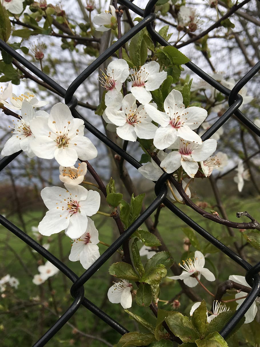 flower, branch, flora, tree, nature, plant, beauty in nature HD wallpaper