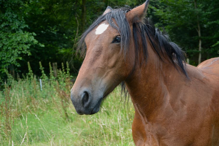 brown horse, young, gelding, animal, run, nature, foal, pre HD wallpaper