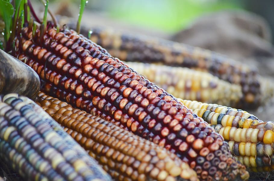 selective focus photography of maize, indian corn, fall colors HD wallpaper