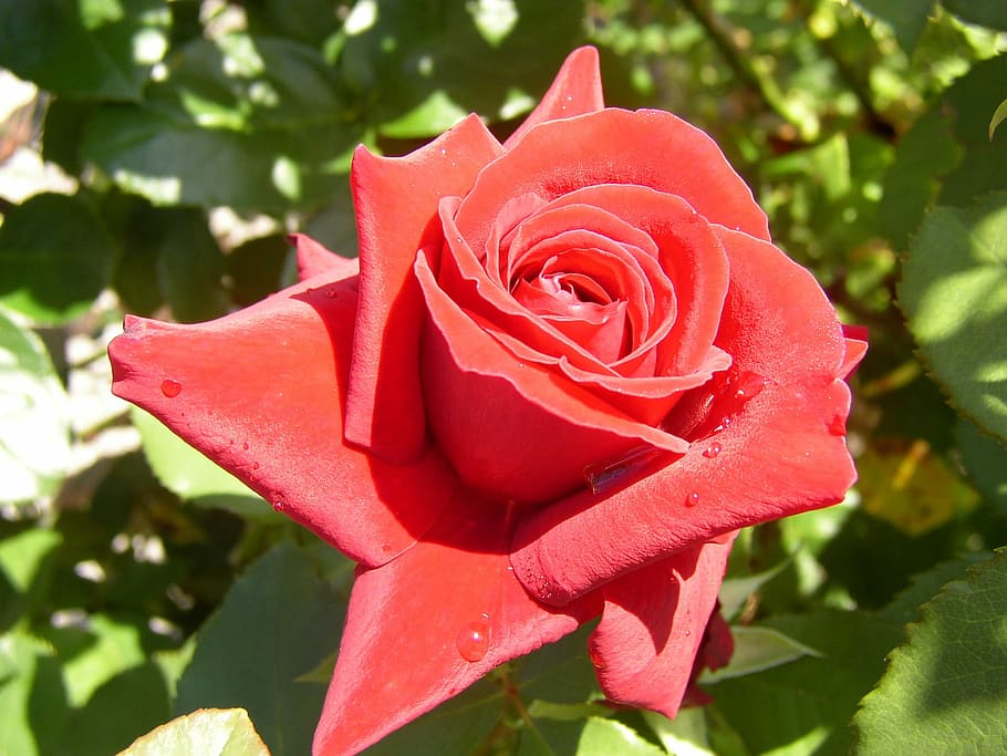 Garden, First, rose, flower, nature, rose - flower, petal, growth HD wallpaper