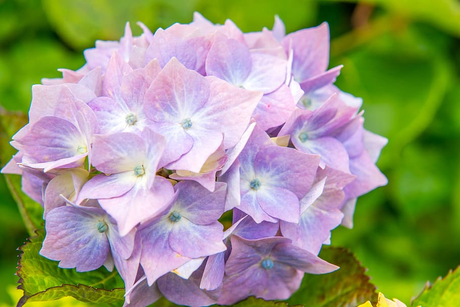 Hydrangeas, Flower, Blue, Green, Green, Leaf, light, spring HD wallpaper