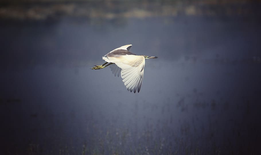 bird, wildlife, flying, animal, animal themes, animals in the wild HD wallpaper