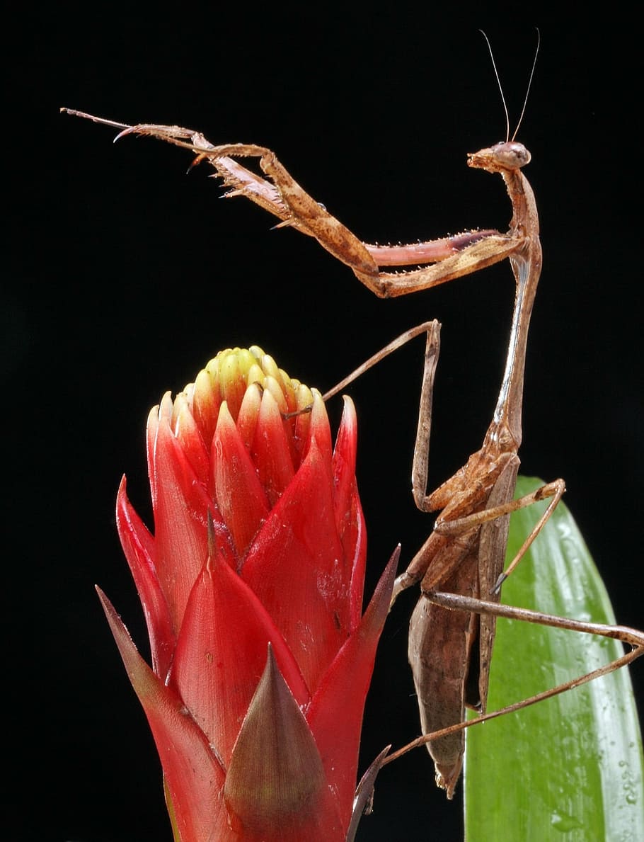 praying mantis, close-up, macro, details, portrait, conducting HD wallpaper