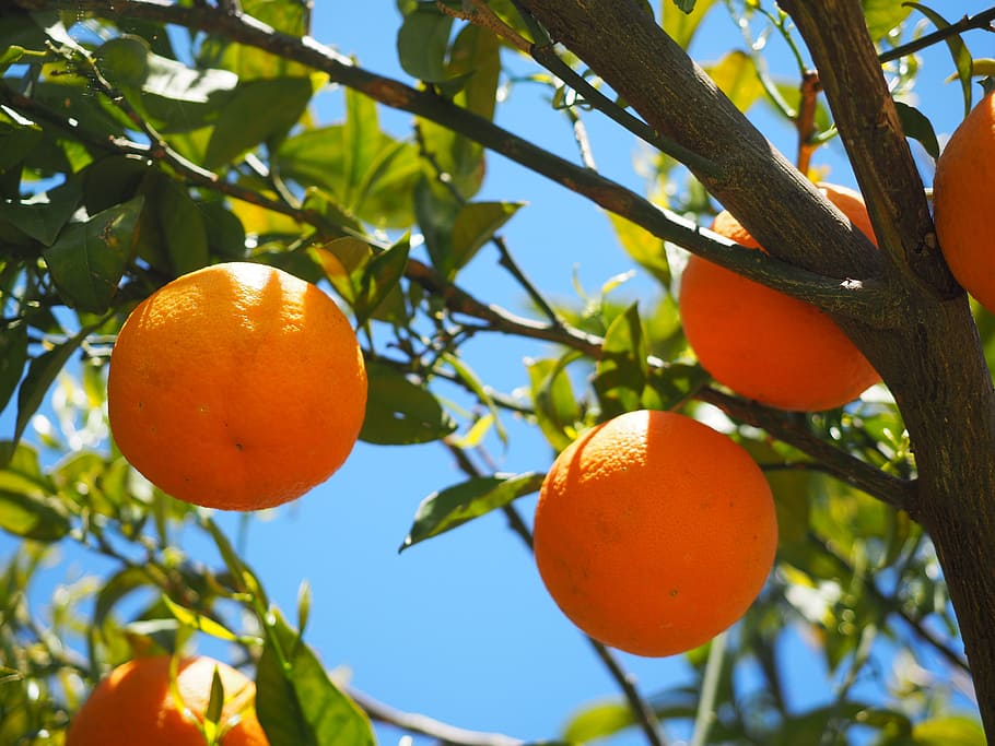 orange fruits on tree, oranges, orange tree, citrus fruits, leaves