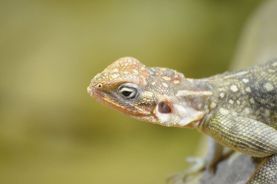 Lizard, Reptile, Animal, one animal, animal wildlife, animals in the wild HD wallpaper