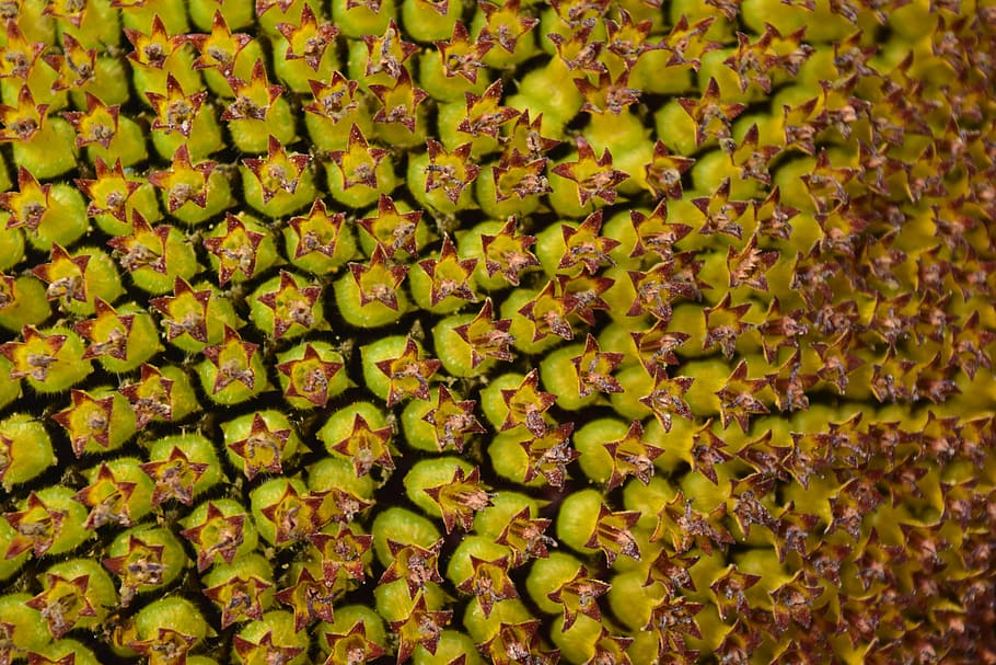 sun flower, seeds, background, close, structure, green, ripe HD wallpaper