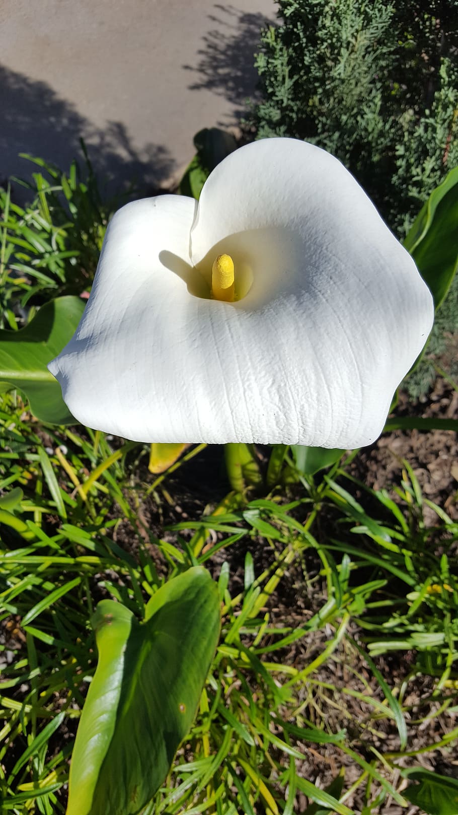 Calla Lily, Lily, Flower, Flower, Garden, Easter, nature, fragility HD wallpaper
