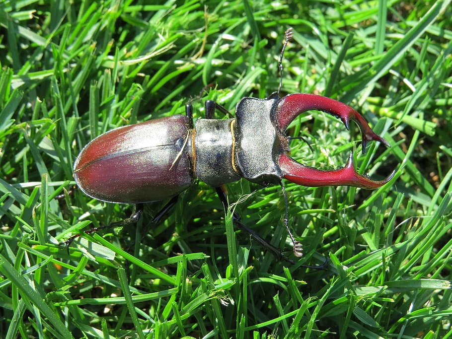 Stag Beetle, Insect, Meadow, nature, animal, close-up, wildlife, HD wallpaper